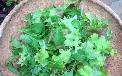 Eat Your Greens!