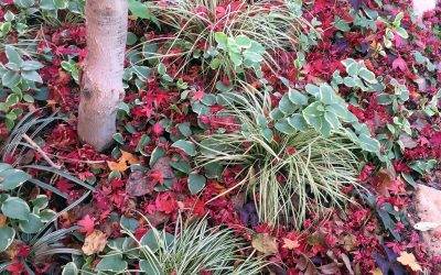 Mulch, a Warm Blanket