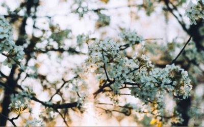 Am I Blooming?