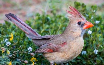 Even the Birds are Loved