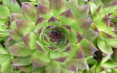 Reduce Garden Fever; Tend a Houseplant