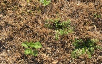 Weeds, Weeds, Go Away!