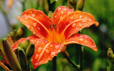 April Showers Bring May Flowers