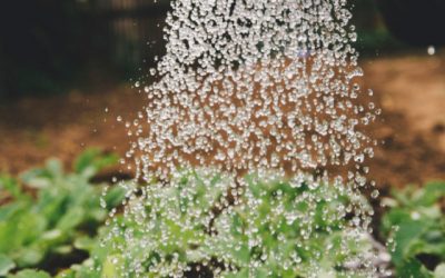 May Garden Checklist