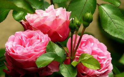 Stop and Smell the Roses