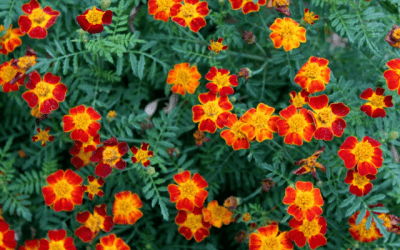 French Marigolds, Voted the Best Partner Plant