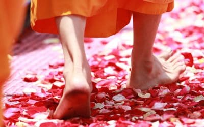 Littered Rose Petals