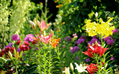 August Gardening Checklist