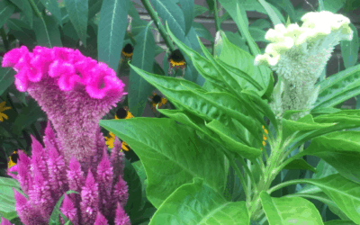 September Garden Checklist