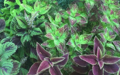 The “Carpet” Plant, Coleus