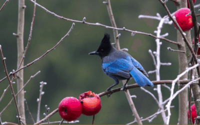 Bird Seed Ornaments