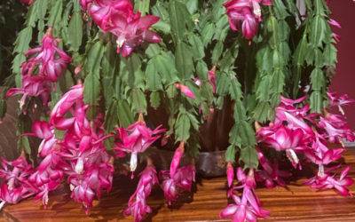 Christmas Cactus
