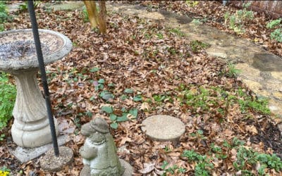 Perennial Care in January