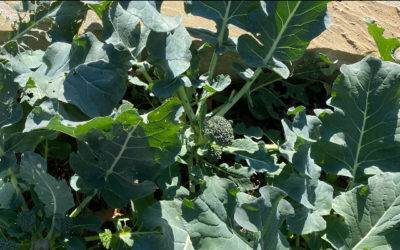 The King of Winter Vegetables, Broccoli
