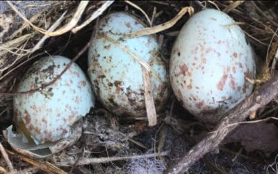 Patience, Is it Possible?