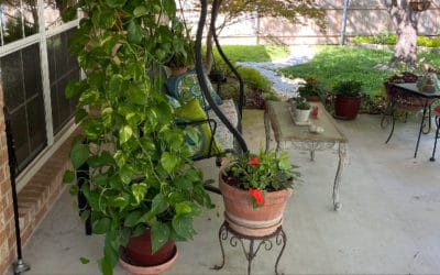 Ivy Tower, Not Ivory Tower