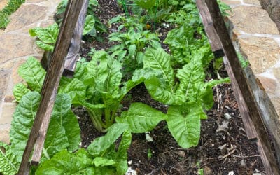 Lebanese Tartar (taratore) Sauce with Chard