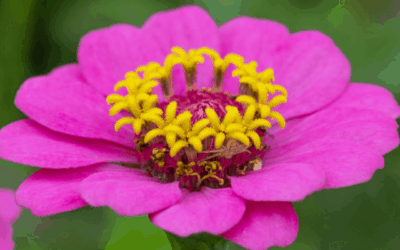 Zinnias, the Blue Ribbon Summer Flower