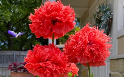 Poppies