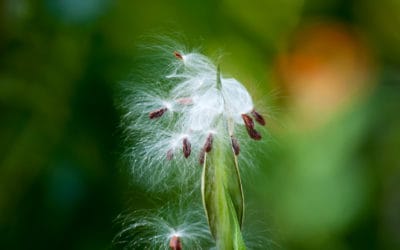 The Mighty Dandelion