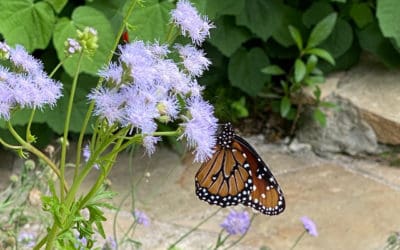 June Garden Checklist