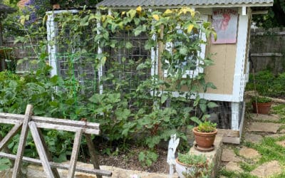 Accidental Perma-culturist