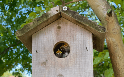 Let Your Voice Be Heard