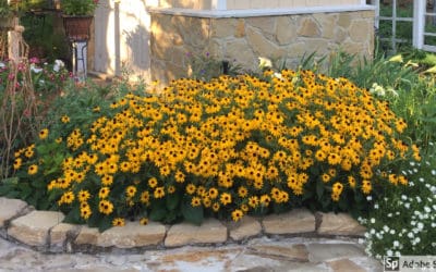 August Garden Chores