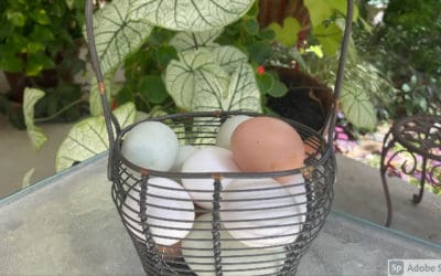 A Basket of Eggs