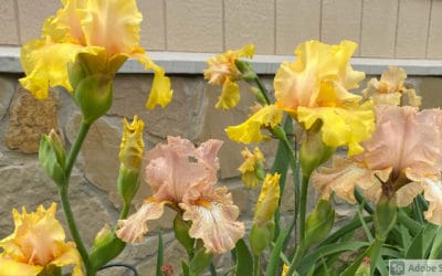 Dividing Irises