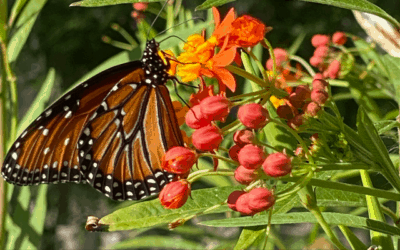 The Magic Butterfly Weed
