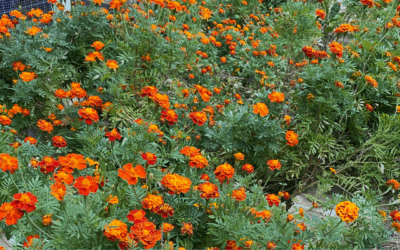 Merry, Hardworking Marigolds