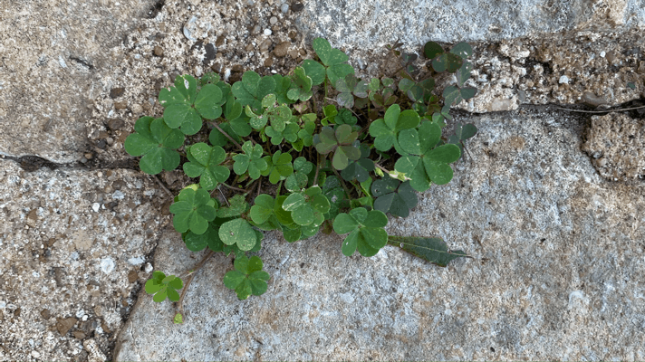 Glory to the Weeds!