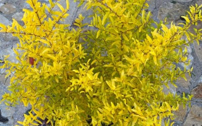 Pomegranate, the Real Paradise Garden Fruit