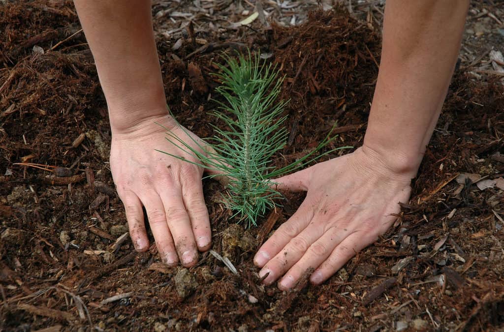 Seedlings of Hope and Desire