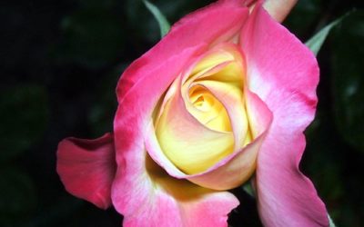 “Roses are Red”….Cheer me Up Please, My Heart “is Blue”