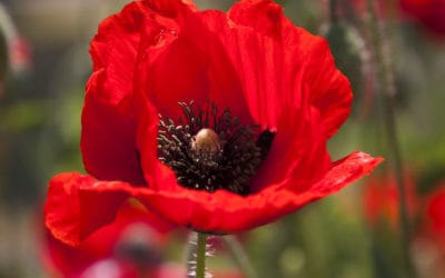 OMG! My Poppies Died, or Did They?