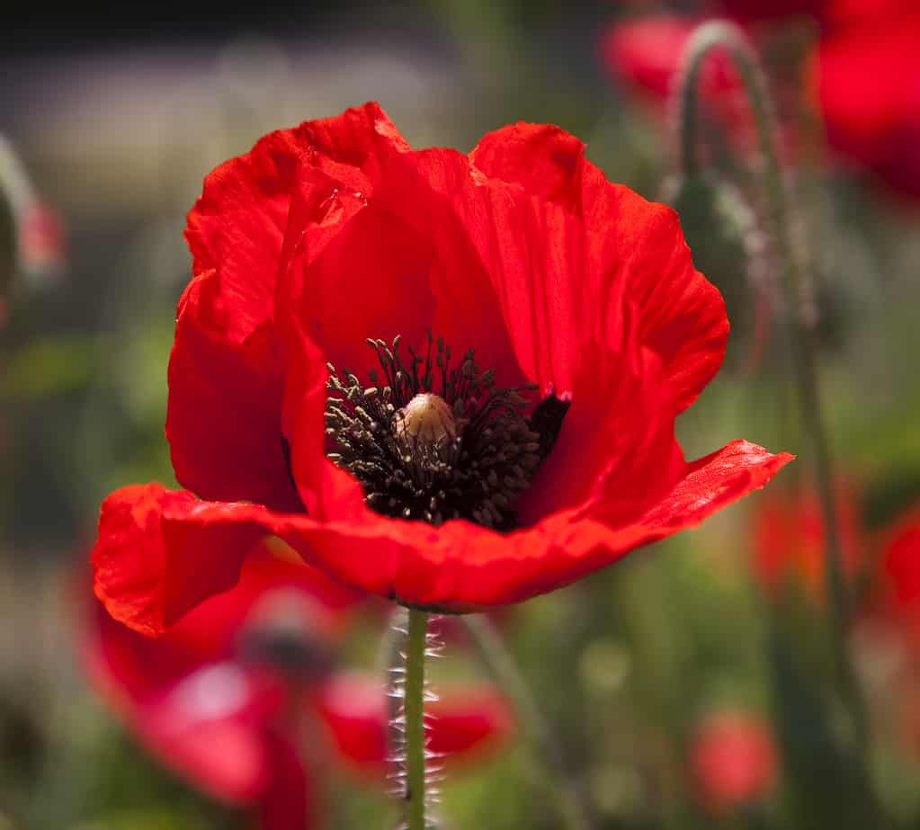 OMG! My Poppies Died, or Did They? - Dr. Sheila Graham Smith