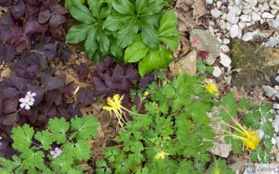 Color in the Shade Garden