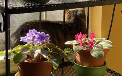 African Violet Care