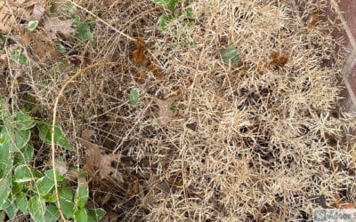 Don’t Give Up on What Is Seemingly Dead!