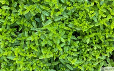 Celebrate Fresh Herbs; Make Cucumber, Mint, and Yogurt Salad