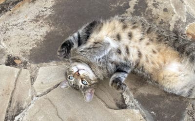 Sun Massages, Coming Right Up