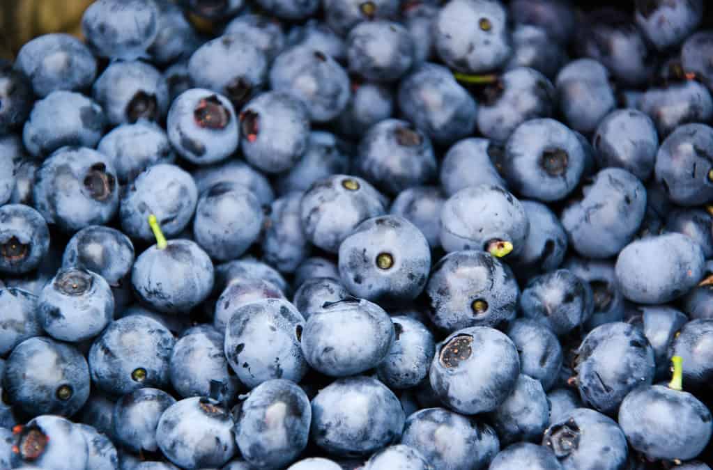 Blueberry Buckle Coffee Cake