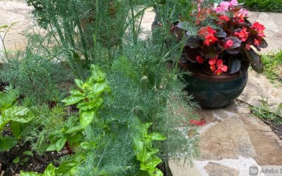 Fresh Herb Ranch Dressing