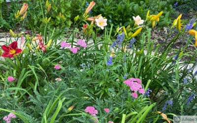 Rain Saturated June Garden Checklist