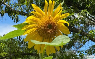 July Garden Checklist