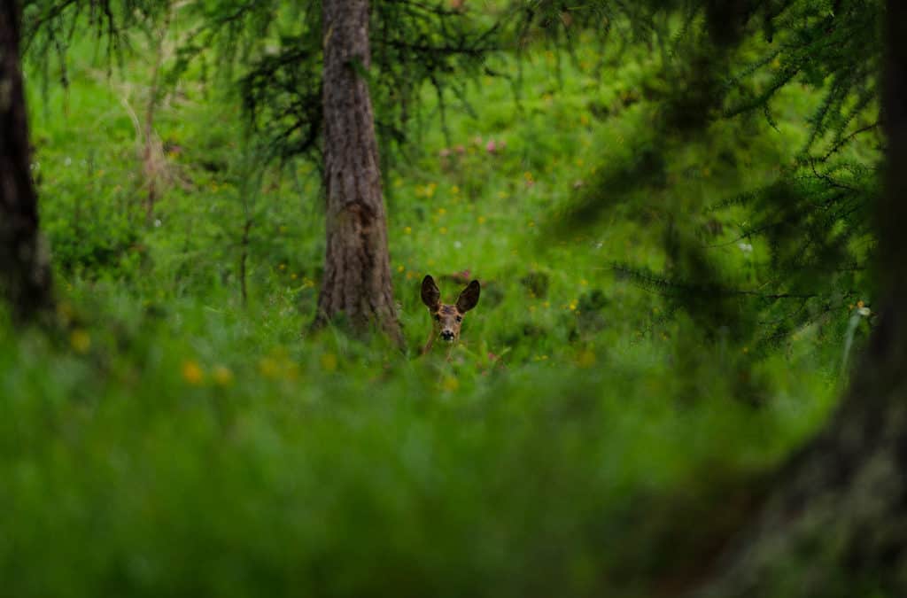 I See You!