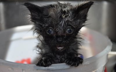 The Power of Blessing