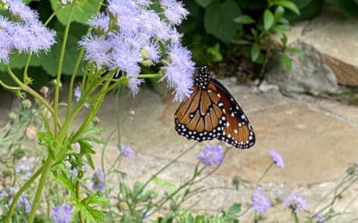 A Cloud of Butterflies